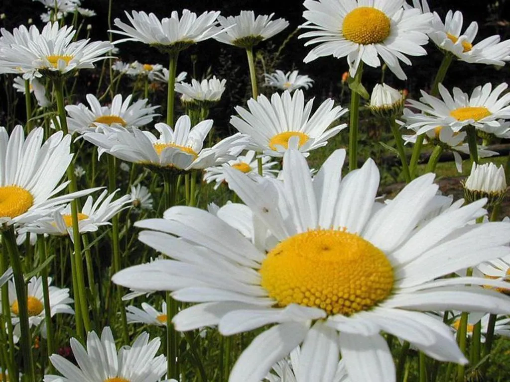 Papatya (Matricaria Chamomilla)