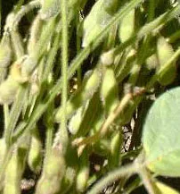 Soya (tohumu)
